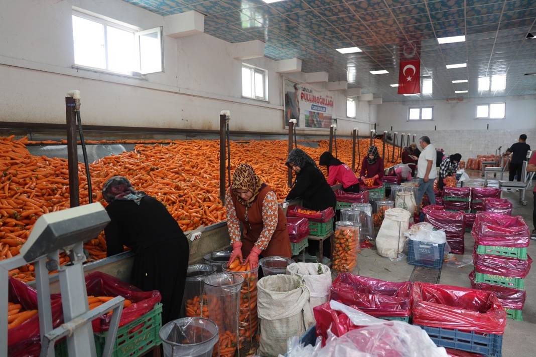 İşte Türkiye'yi doyuran mahalle! Havuçta zirvenin adresi Konya 4